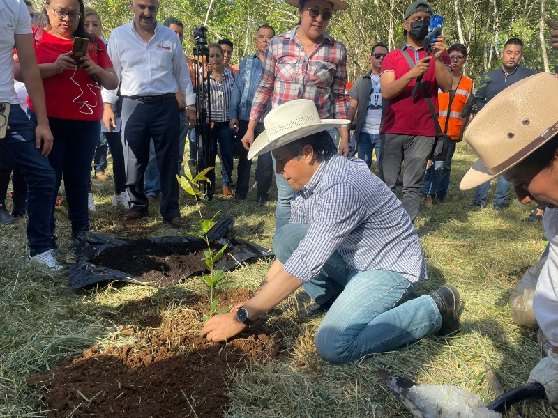 Servidores públicos acuden a jornada de siembra de árboles