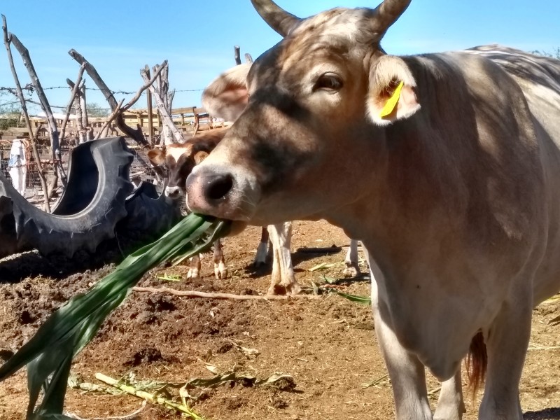 📹Severa crisis atraviesa sector ganadero en Sinaloa