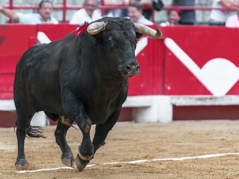 Sí habrá corrida de toros en la Plaza México: Tribunal