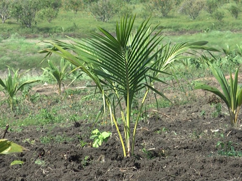Siembra de Coco una  alternativa de agrícultura en Tuxpan