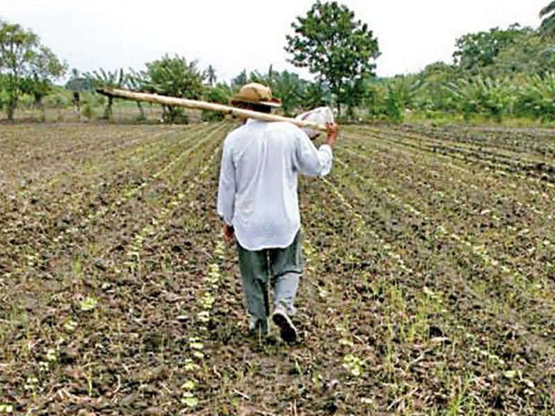 Siembra de maíz con bajas expectativas por falta de apoyos