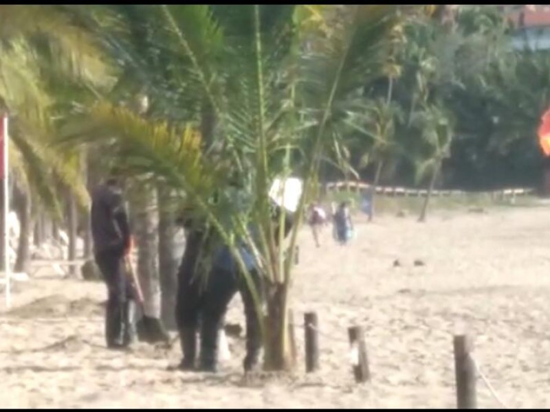 Siembra de palmas impide anidamiento de tortugas: denuncian turisteros náuticos