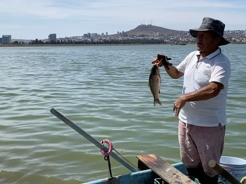 Siembra de peces en Presa Palote detonará economía de pescadores.