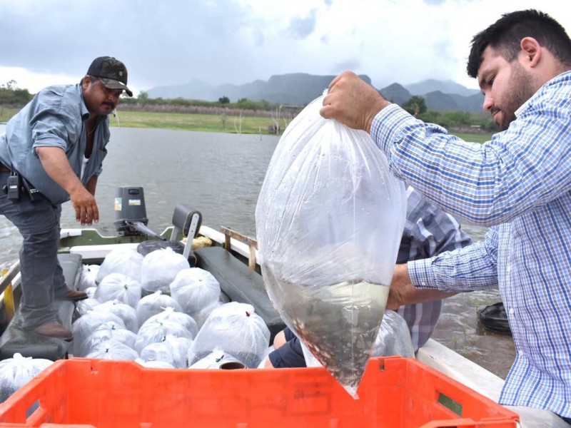 Siembra de Tilapia por geomembranas, una oportunidad productiva para acuacultores