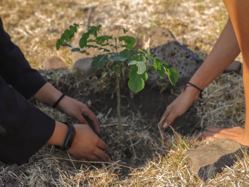 Siembran 1500 árboles en campus de la UAQ