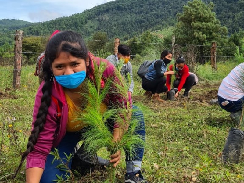 Siembran 1,500 pinos para la recuperación de bosques en Angahuan