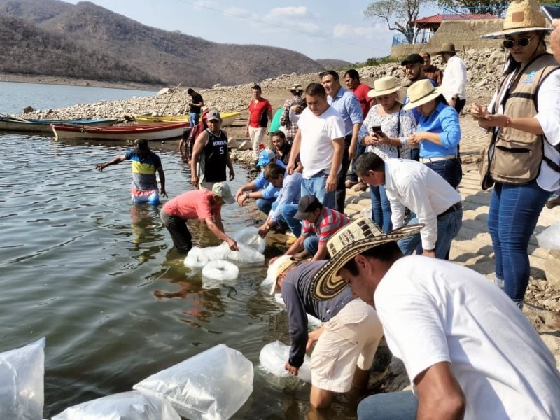 Siembran 225mil crías de tilapia en Churumuco y La Huacana