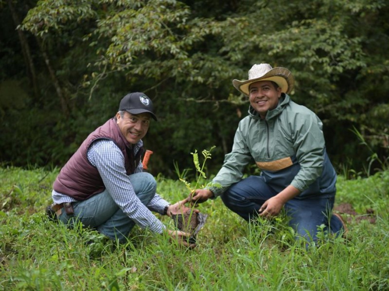 Siembran 6 mil árboles este fin de semana en Xalapa