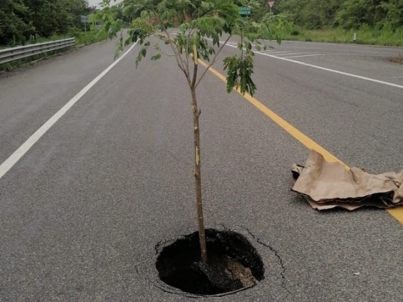 Siembran árbol en socavón por desatención de autoridades