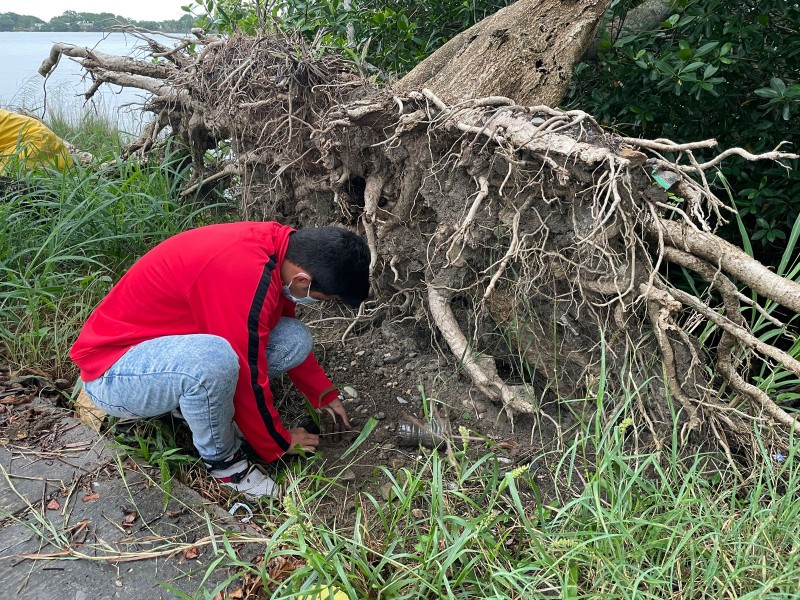 Siembran árboles en zonas afectadas por el Huracán Grace