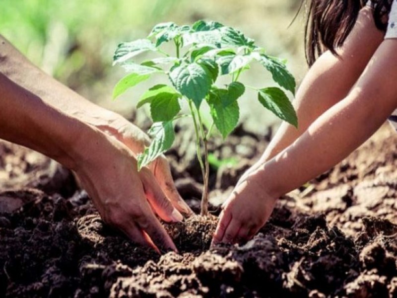 Siembran más de 16 mil árboles y plantas