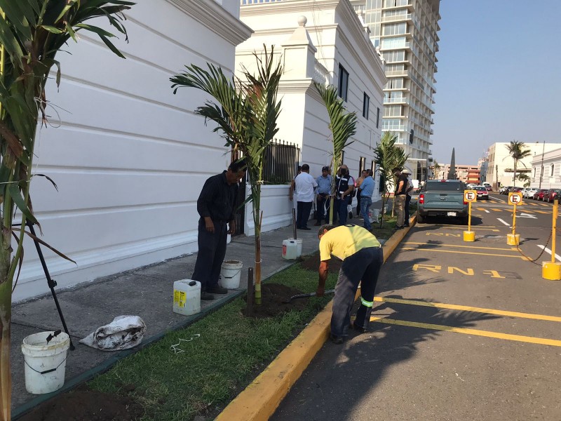 Siembran palmas en la zona del malecón de Veracruz