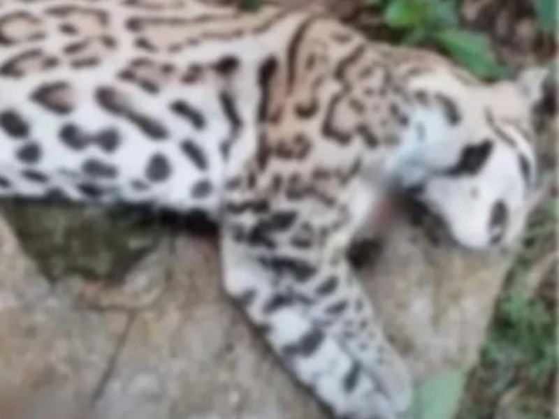 Sierra Negra: Encuentran ocelote sin vida, presenta impactos de bala