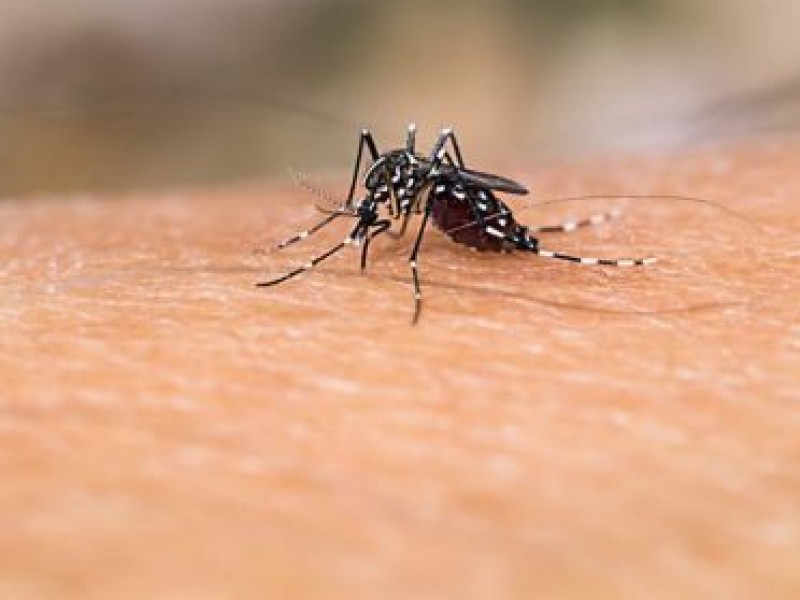 Siguen a la alza los casos de dengue en Nayarit