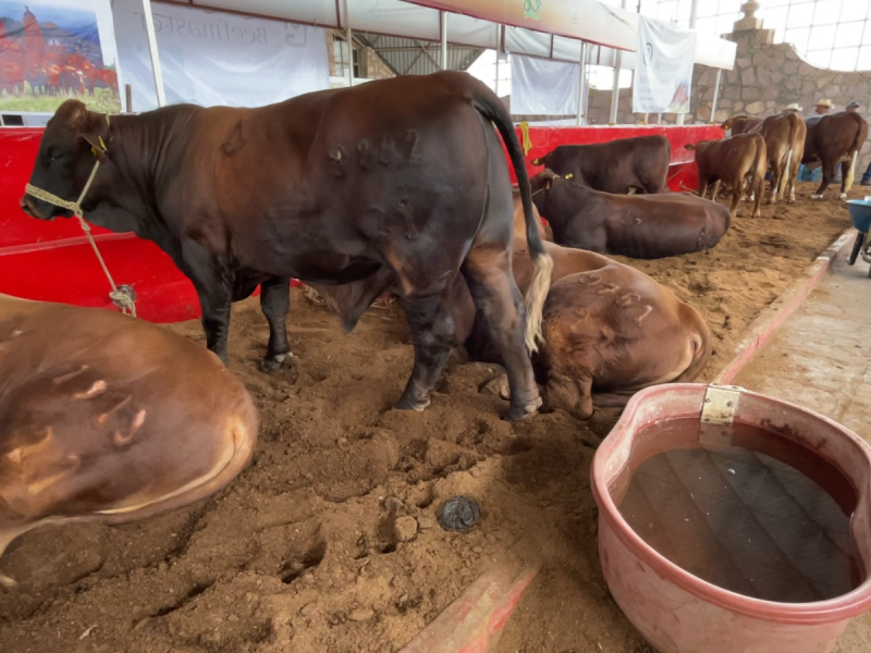 Sigue ´abigeato´ en Zacatecas, reconoce la UGRZ