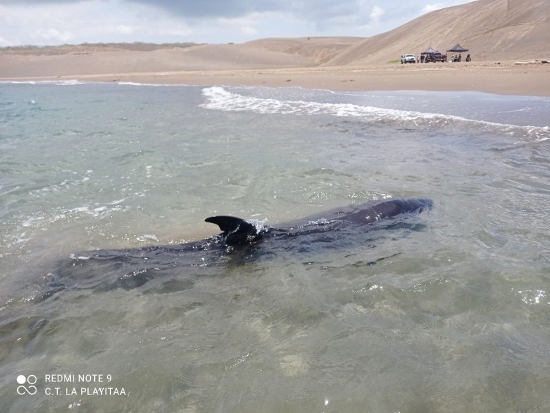 Sigue apoyo del Acuario para rescate de especies: Ambientalista