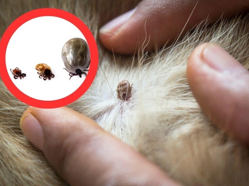 Sigue azotando la rickettsia al sur de Sonora; confirman otra defunción