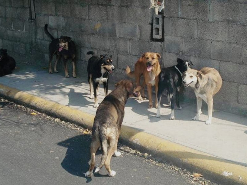 Sigue desatención a perros callejeros, problema de salud pública
