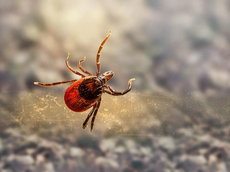 Sigue la proliferación de garrapatas en colonias de Torreón