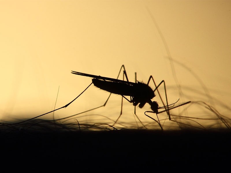 Sigue Nayarit con pocos casos de dengue