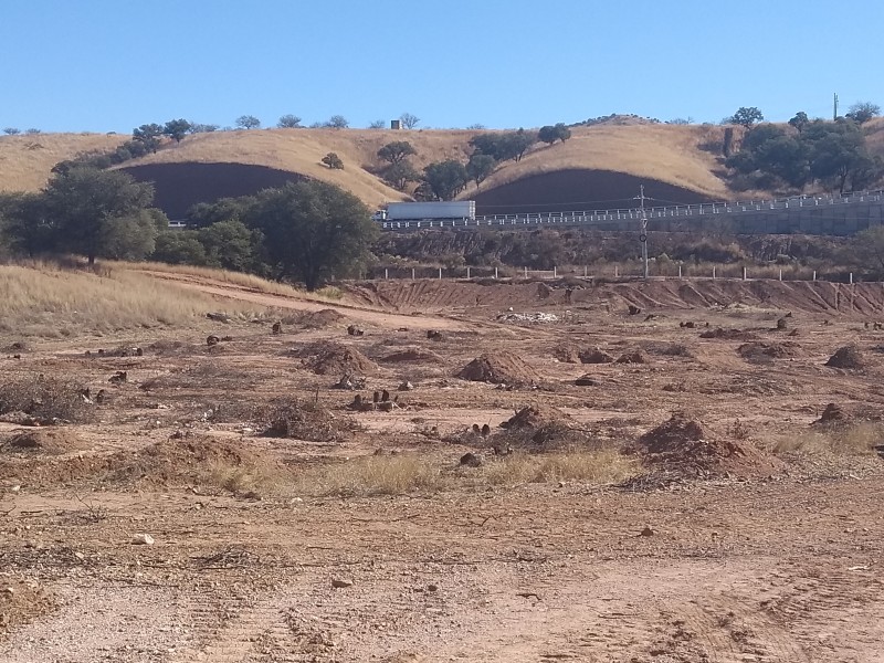 Sigue tala de árboles en predios nogalenses