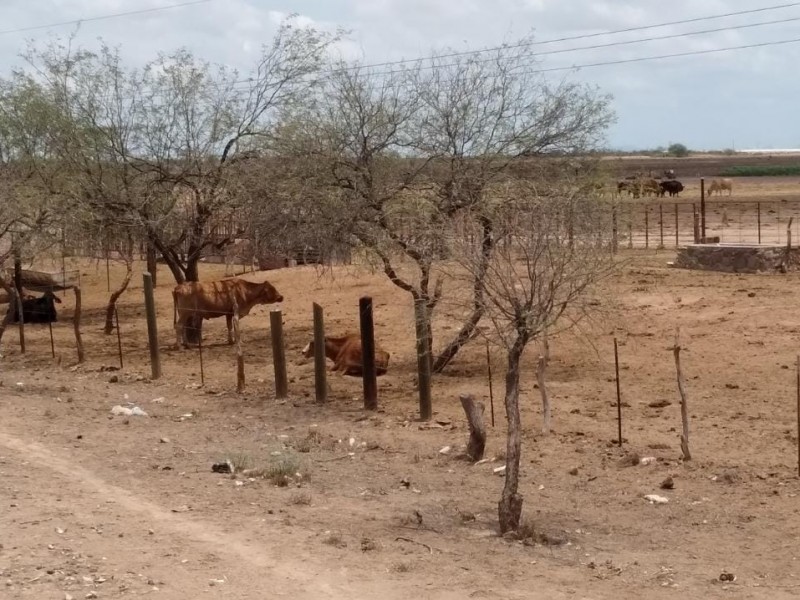 Sigue zona rural de Guaymas sin beneficios por lluvias