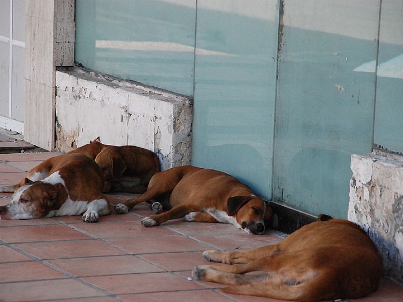 Crece abandono de perros muertos en las calles