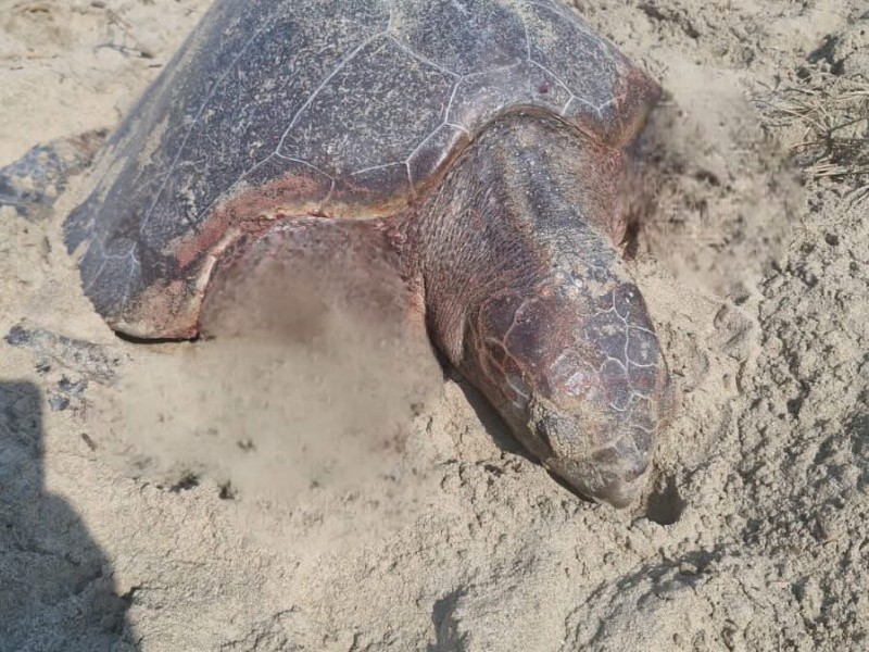 Siguen apareciendo tortugas y delfines muertos en playa Blanca