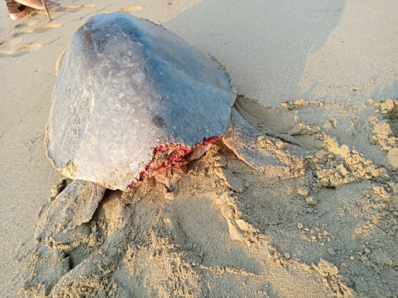 Siguen ataques a tortugas en playa Larga