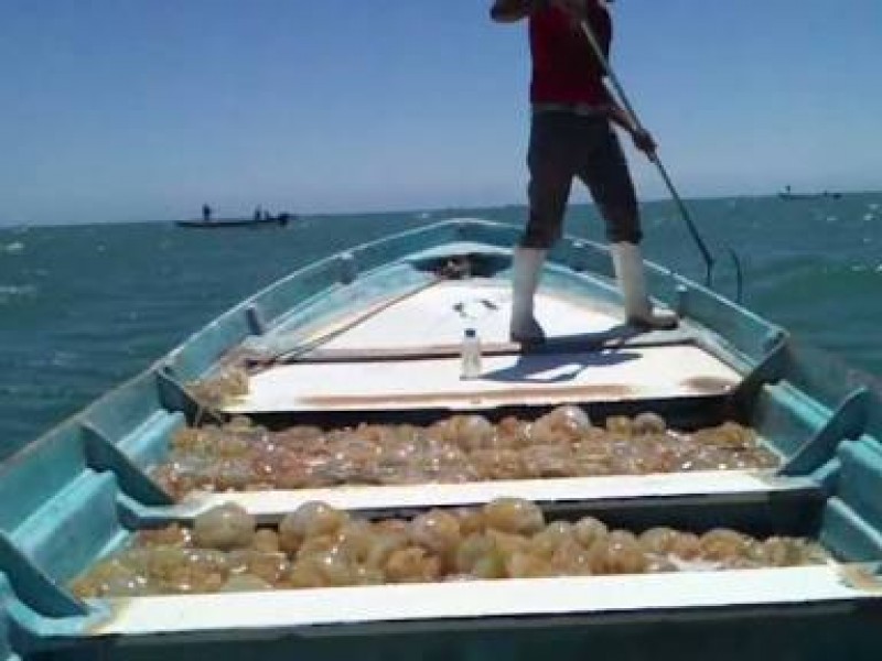 Siguen buenos ingresos para pescadores