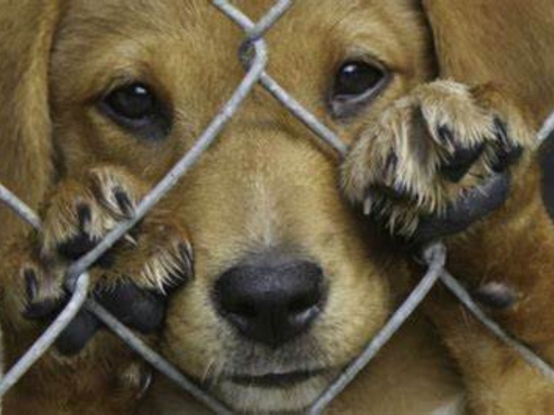 Siguen casos de maltrato animal al sur de Sonora