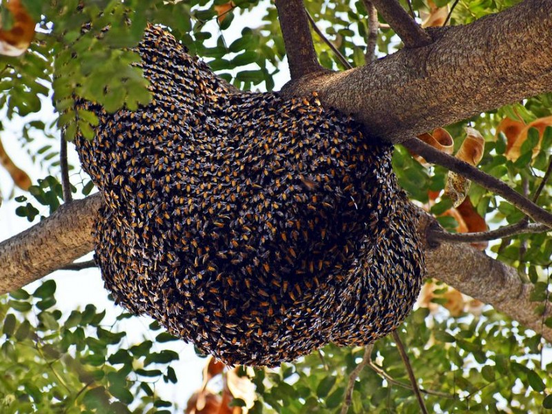 Siguen denuncias ante incremento de colmenas de abejas