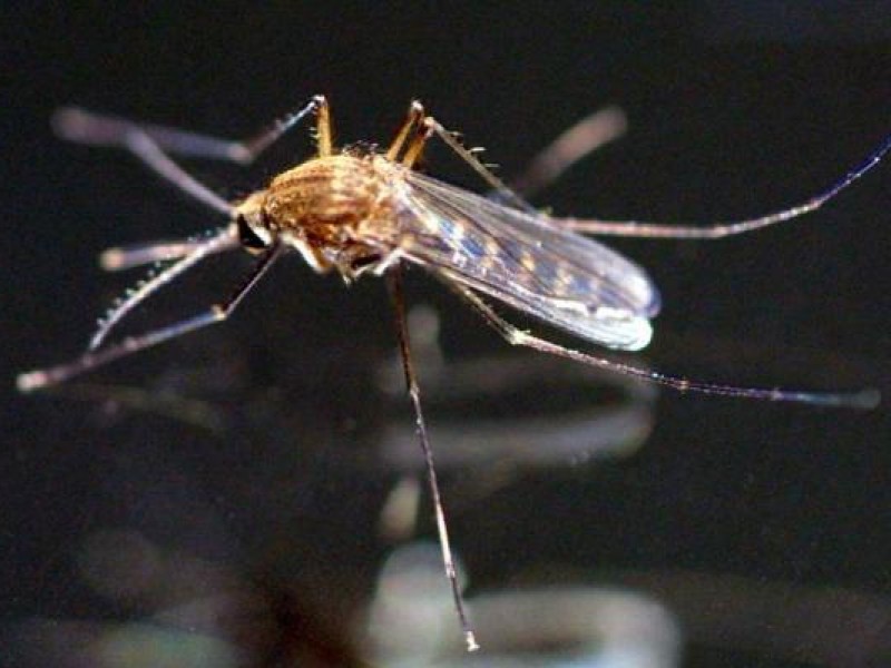 Siguen en aumento los casos de dengue