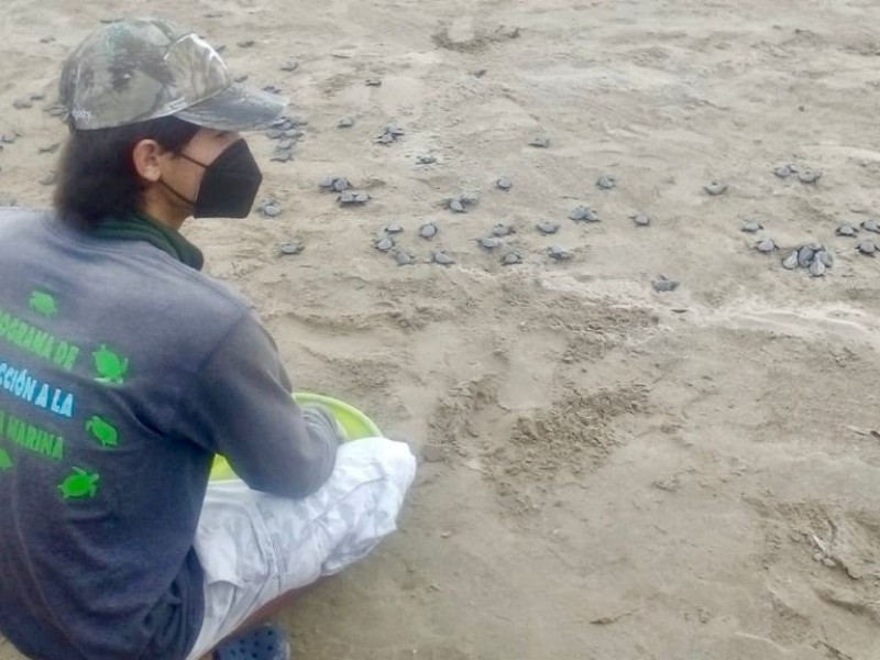 Siguen las liberaciones de tortugas en playas de Tuxpan