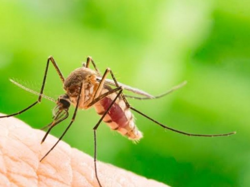 Siguen programas preventivos de dengue