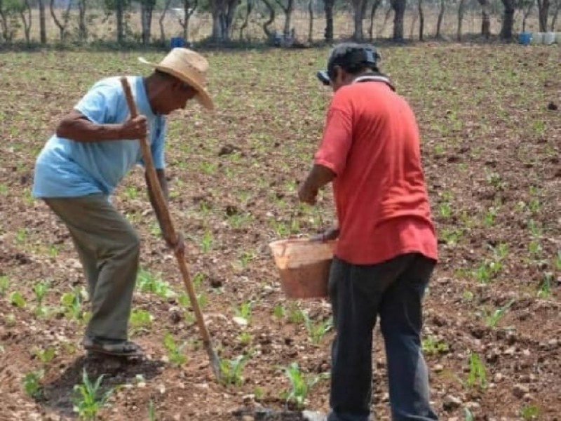 Siguen sin llegar los programas para el campo en Chiapas