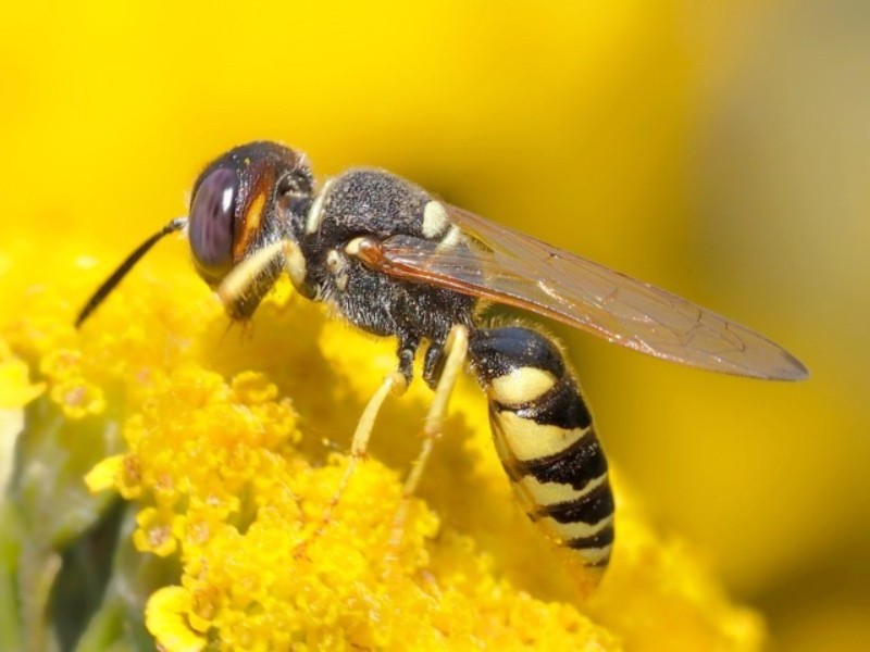 Sin abejas no hay vida: celebran día nacional haciendo conciencia
