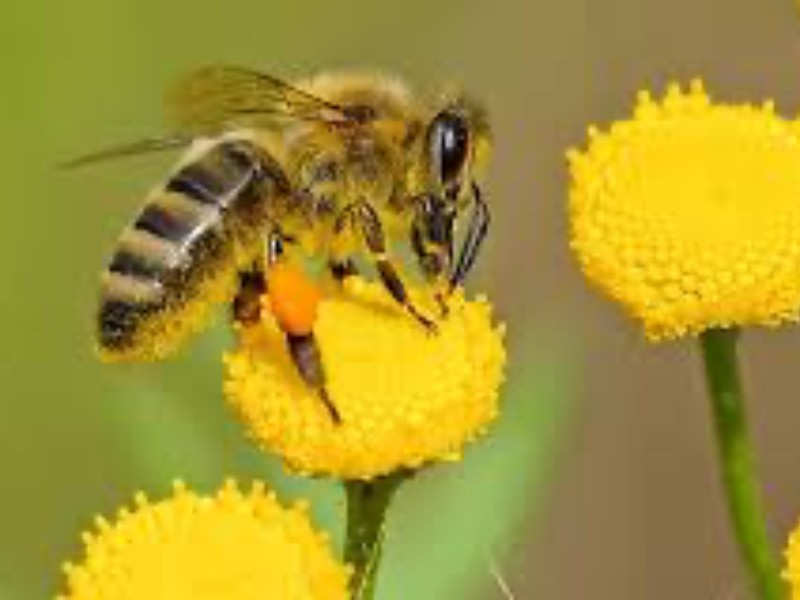 Sin abejas no hay vida: protejamos su labor