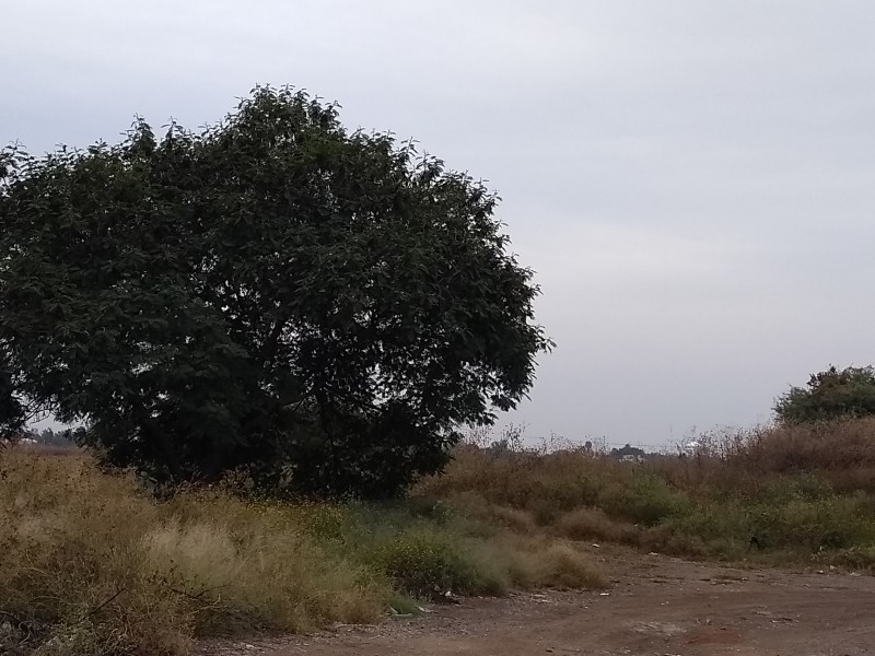 Sin afectaciones en campo por el frío