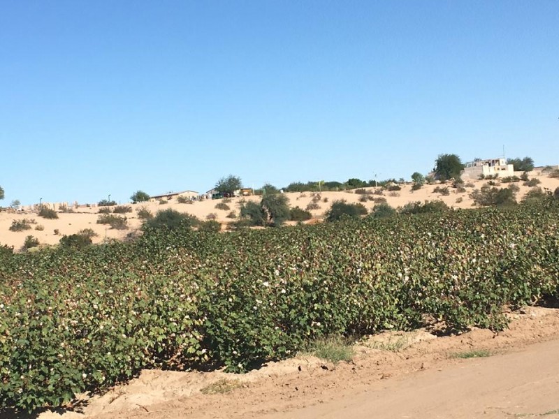 Sin afectaciones los cultivos de algodón por lluvias