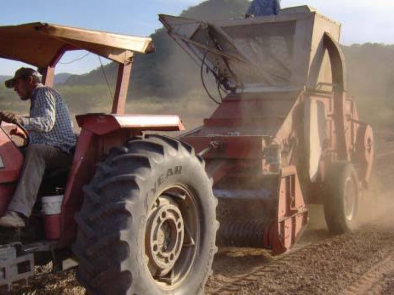 Sin agua y sin créditos agoniza agricultura en el Évora