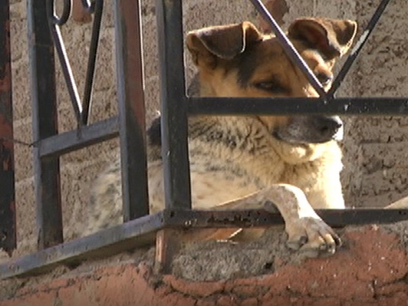 Sin aplicar la Ley de Protección Animal