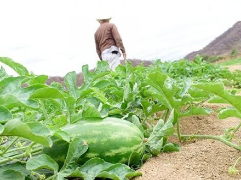 Sin apoyo productores de hortalizas en medio de contingencia