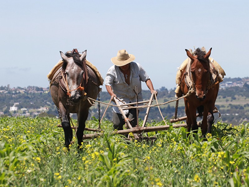 Sin apoyos para el campo chiapaneco