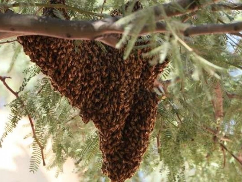 Ataque de abejas deja 7 lesionados en Cajeme