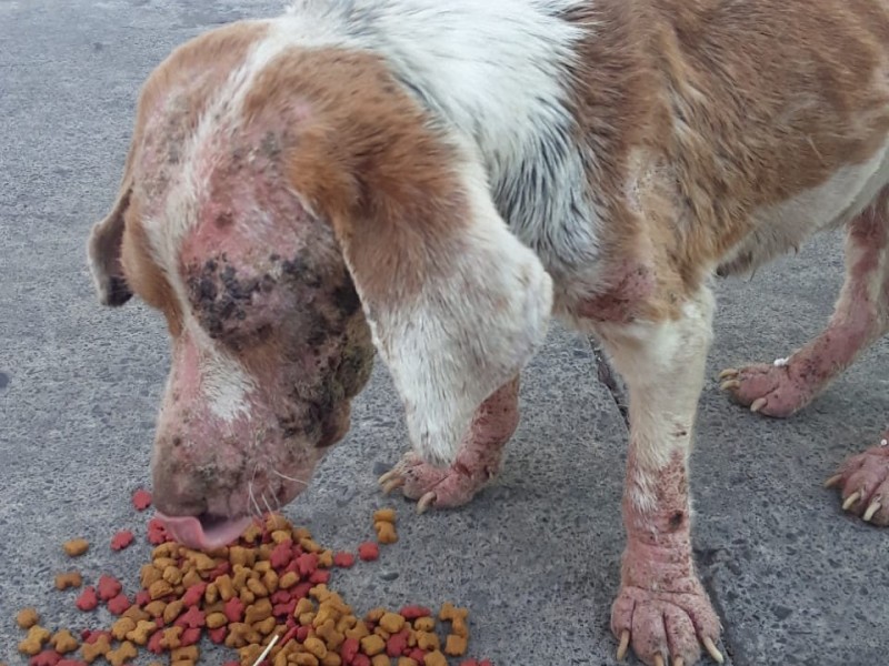 Sin avance la construcción del albergue para animales en Zamora