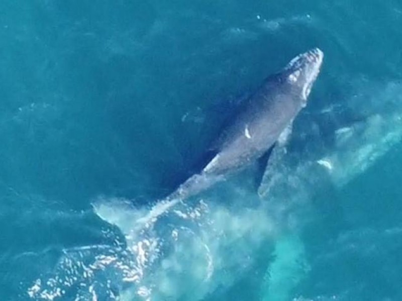 Sin banderines de Semarnat iniciará avistamiento de ballenas en Zihuatanejo