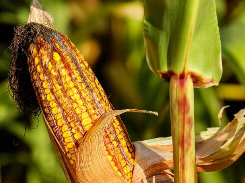 Sin comercio sano en América del Norte: Coparmex