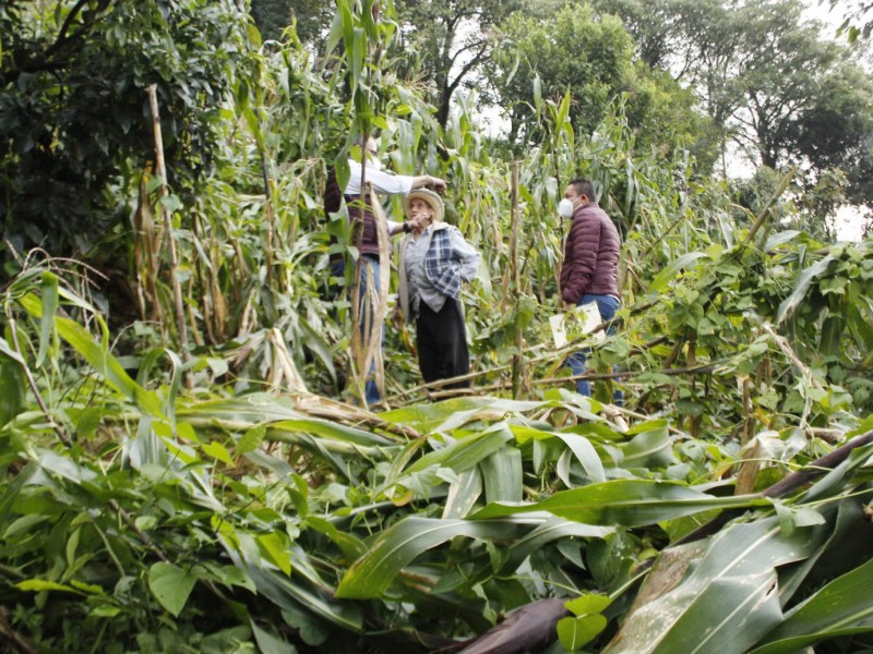 Sin concluir entrega de apoyos a productores afectados por Grace