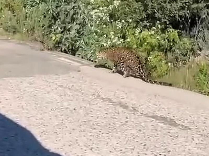 Sin confirmar muerte de felino avistado en Sombrerete